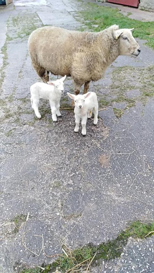 Conwy Pen Cefn Farm Holiday Abergele Esterno foto