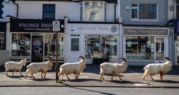 Conwy Pen Cefn Farm Holiday Abergele Esterno foto
