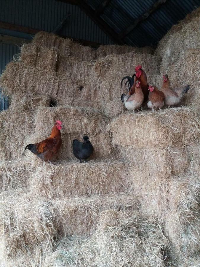 Conwy Pen Cefn Farm Holiday Abergele Esterno foto