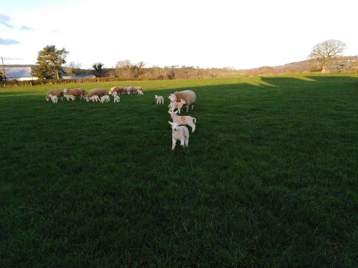 Conwy Pen Cefn Farm Holiday Abergele Esterno foto